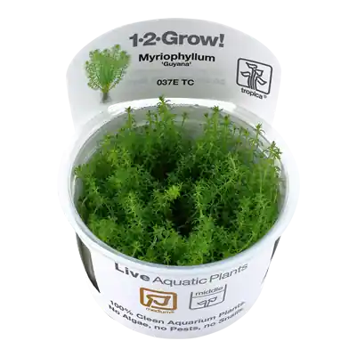 Časově Omezené Tropica Myriophyllum sp. ’Guyana’ invitro