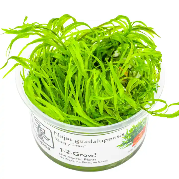 Tropica Najas guadalupensis ‘Guppy Grass‘ invitro Vysoce Kvalitní