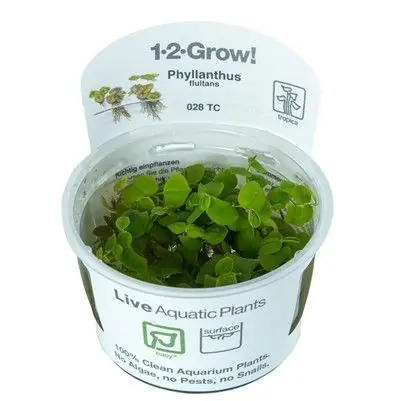 Tropica Phyllanthus fluitans invitro Must-Have