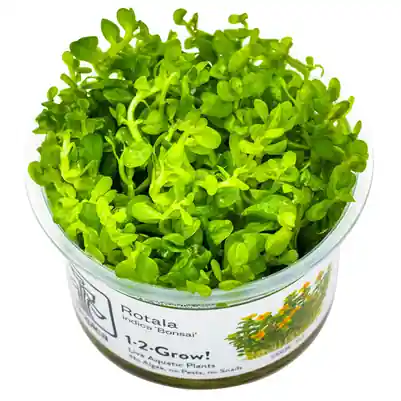 Tropica Rotala indica ‘Bonsai‘ invitro Super Cena