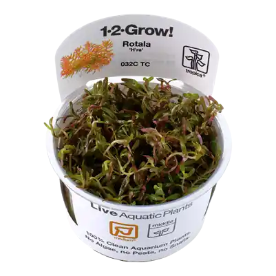 Tropica Rotala rotundifolia Hra invitro Nejlepší Cena