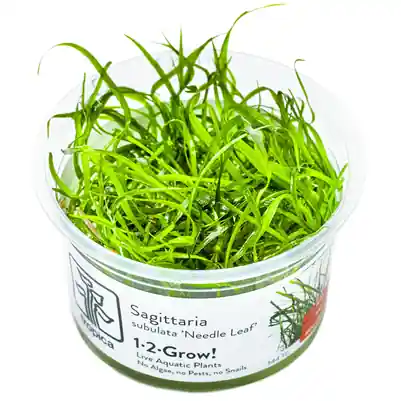 Speciální Cena Tropica Sagittaria subulata " Needle Leaf " invitro