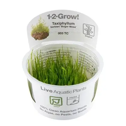 Tropica Taxiphyllum barbieri ‘Bogor Moss‘ invitro Dokud Zásoby Vydrží