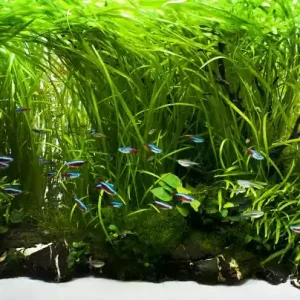 Yokuchi startovací balíček pro akvaria do 600 litrů Must-Have
