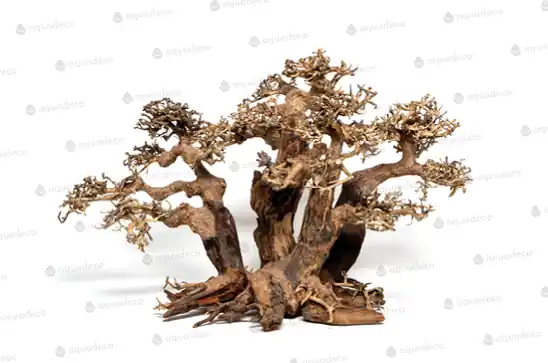 Forest bonsai L Aktuální