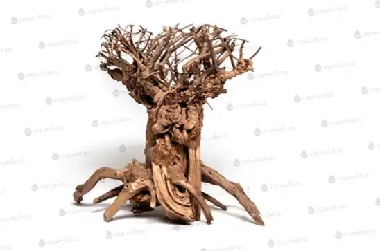 Mammut bonsai L Kup Teď