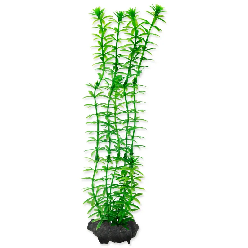 Rostlina Anacharis 23 cm Finální Výprodej
