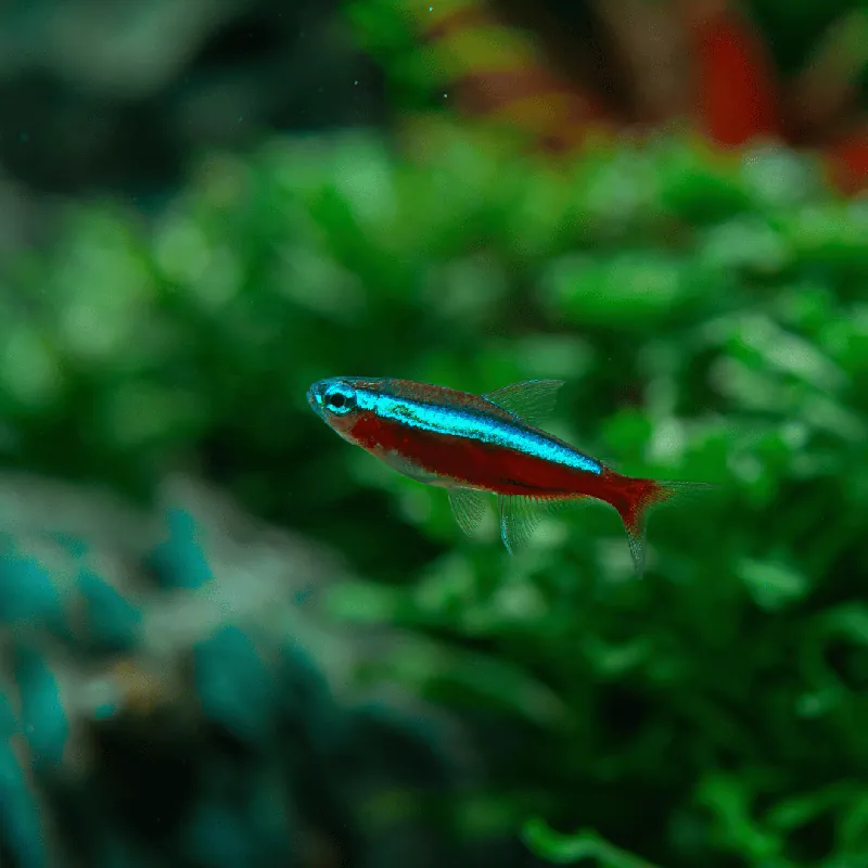 Časově Omezené Neonka Červená 3 cm
