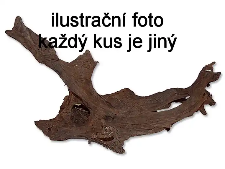 Nízká Cena Kořen M 20-35 cm