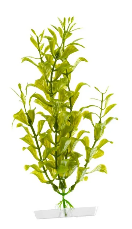 Cenově Výhodný Rostlina Hygrophila 18-21 cm