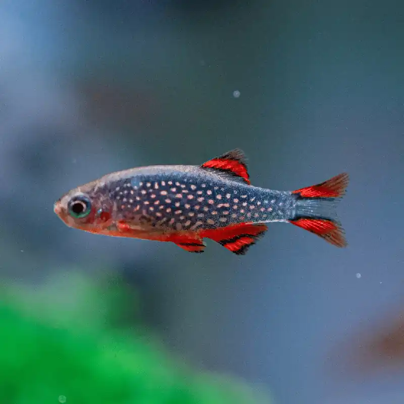 Dánio perlové 1,5 cm Nakupujte Hned