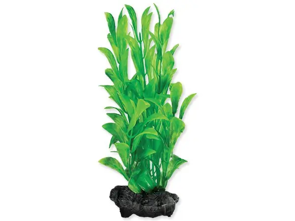 Rostlina Hygrophila 15 cm Poslední Šance