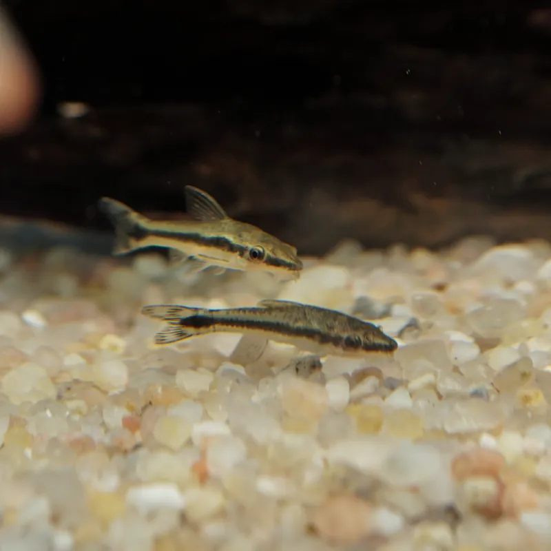 Krunýřovec jednopruhý 3 cm Výprodej