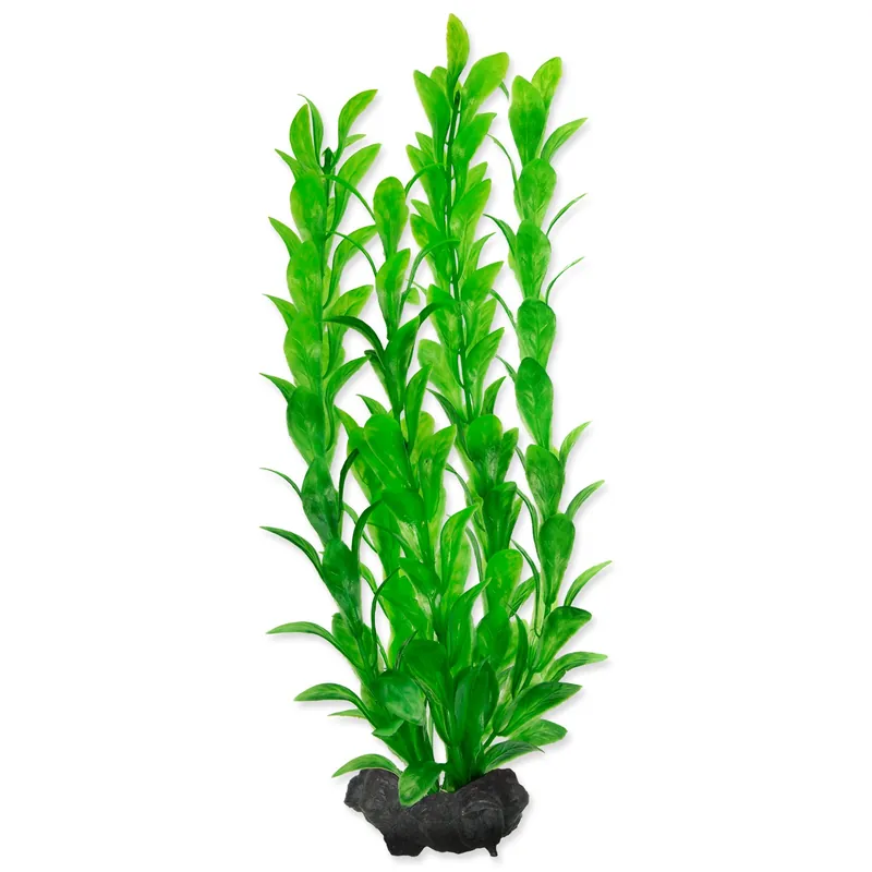 Rostlina Hygrophila 23 cm Nejlepší Cena