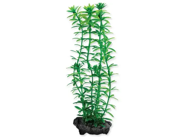 Novinka Rostlina Anacharis 15 cm