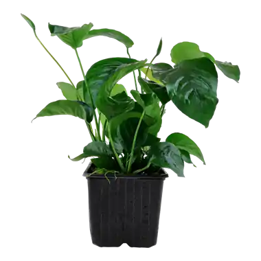 Anubias barteri var. caladiifolia XL Víkendová Akce