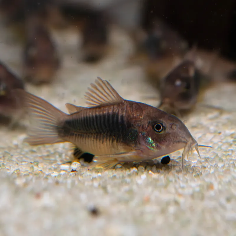 Akční Cena Panceřníček zelený 3 cm