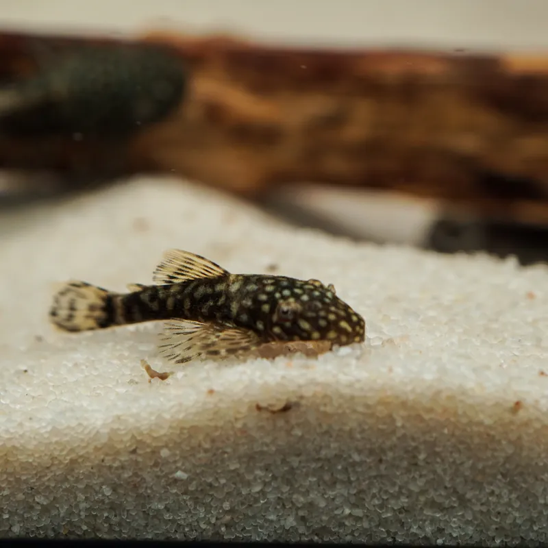 Vysoce Kvalitní Krunýřovec sp. M 4 cm