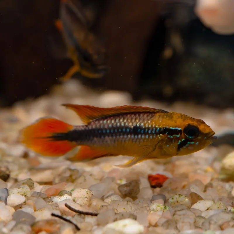 Objednat Nyní Cichlidka Agassizova