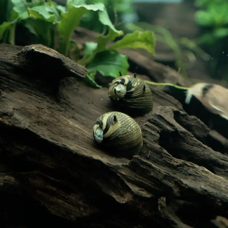 Nejlepší Volba Šnek Clithon corona "Sun snail" 1,5 cm