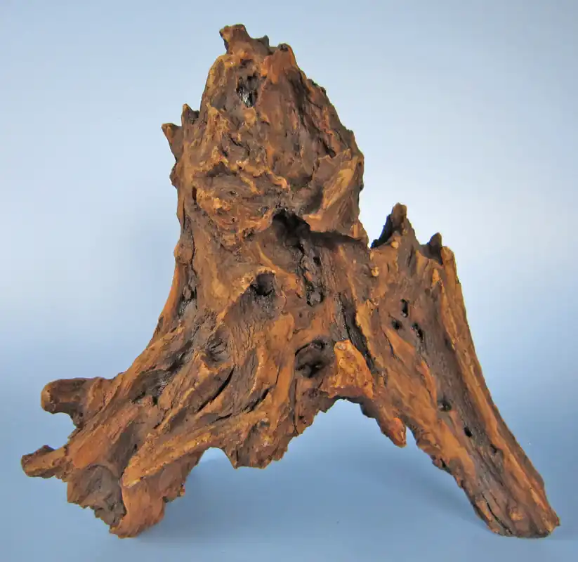 Kořen Mangrove L 35-60 cm Ověřený