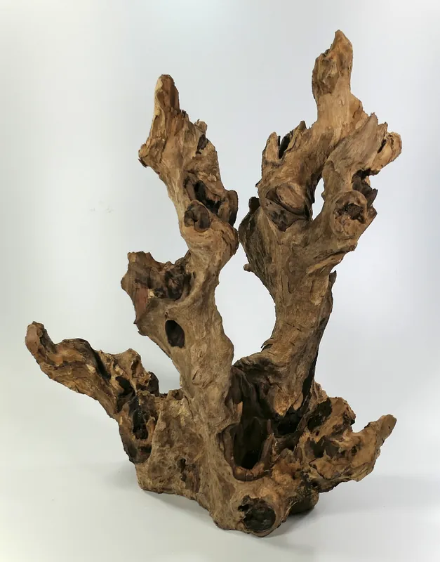 Horká Nabídka Kořen Barico XL 45-60 cm