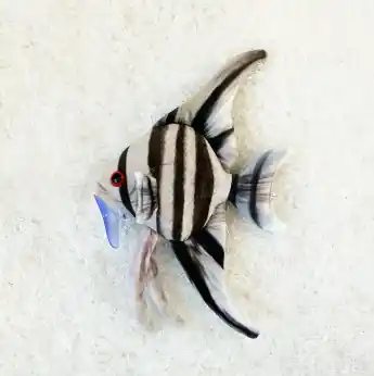 Plyšák Angel zebra Cenová Bomba