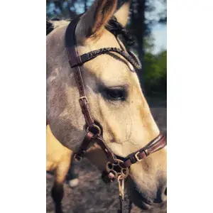 Časově Omezené Hackamore Uzdečka Bella Masego