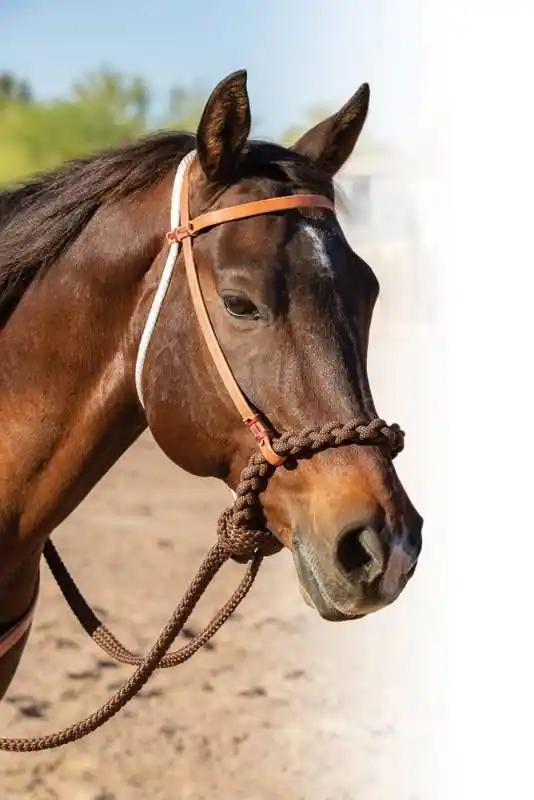Nejlepší Cena Loping hackamore Professional‘s Choice Schutz