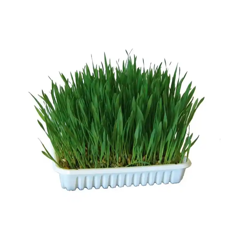 Výhodná Nabídka Tráva pro hlodavce, 100g